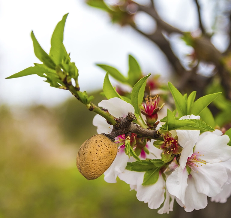 Almendros-cultivo-don-pedro Flor de almendro con almendra en desarrollo