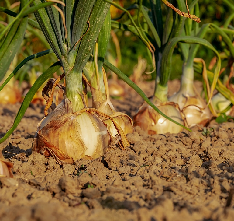 Cebolla-cultivo-don-pedro Cebollas creciendo en tierra seca listas para recolección