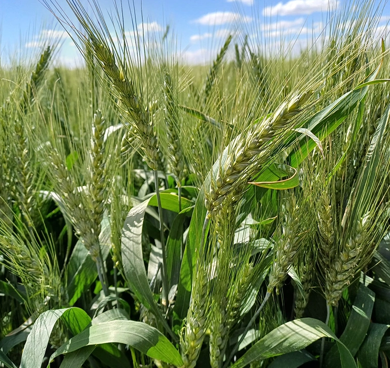 cultivo-trigo-cereales-casa-don-pedro Campo de cebada en fase de espigado