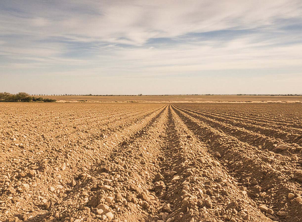 rotaciones-bienestar-suelo-barbecho-finca-las-iniestas tierras-barbecho-finca-las-iniestas-Albacete